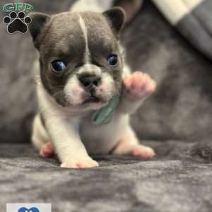 Chaysie, French Bulldog Puppy